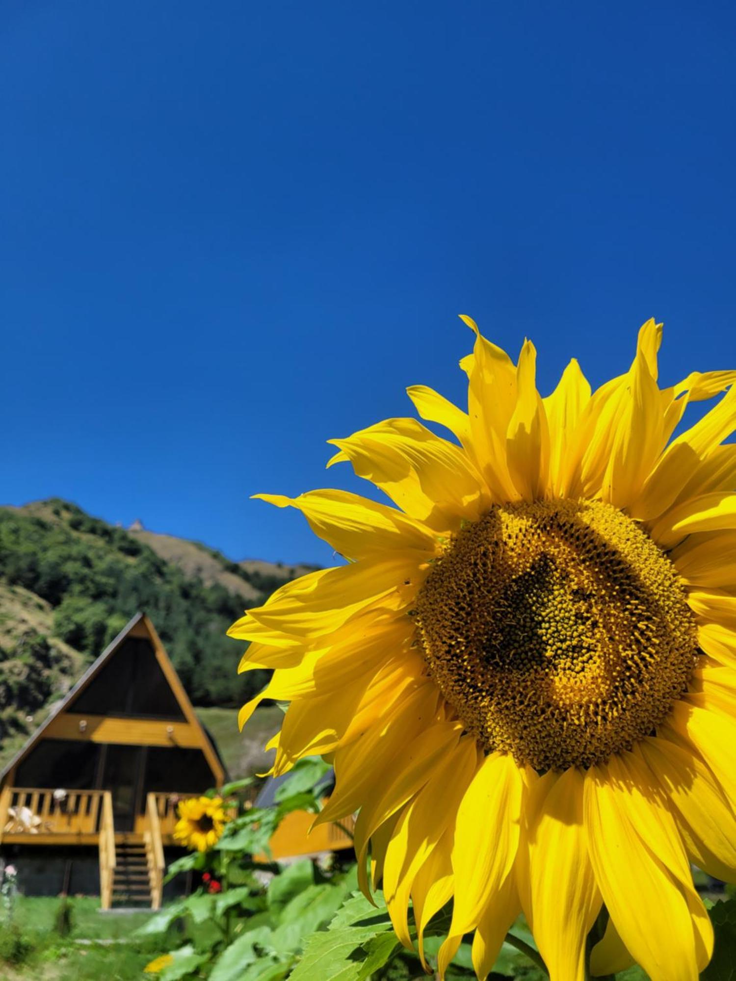 Pine Chalet Kazbegi Zewnętrze zdjęcie